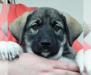 Medium Photo #1 Alaskan Husky-German Shepherd Dog Mix Puppy For Sale in Huntley, IL, USA