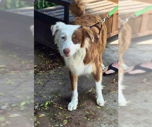 Australian Shepherd Dogs for adoption in Newport Beach, CA, USA