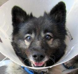 Keeshond Dogs for adoption in Redondo Beach, CA, USA