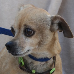 Medium Photo #1 Chihuahua Puppy For Sale in Ramona, CA, USA