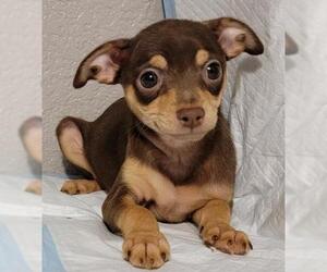 Chipin Dogs for adoption in Olalla, WA, USA