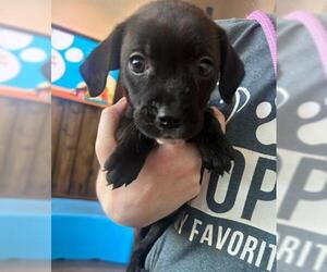 Medium Photo #3 Labrador Retriever-Unknown Mix Puppy For Sale in Houston, TX, USA