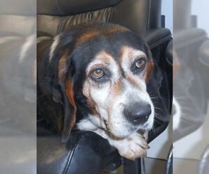 Basset Hound Dogs for adoption in West Columbia, SC, USA