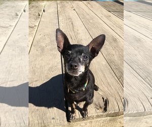Chiweenie Dogs for adoption in Petaluma, CA, USA