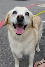 Medium Photo #1 American Eskimo Dog-Labrador Retriever Mix Puppy For Sale in Von Ormy, TX, USA