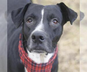 Mutt Dogs for adoption in San Antonio, TX, USA