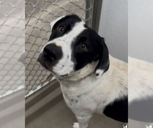 Bearded Collie-Labrador Retriever Mix Dogs for adoption in Temple, TX, USA