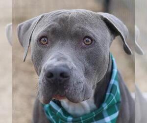 American Staffordshire Terrier-Unknown Mix Dogs for adoption in San Antonio, TX, USA
