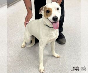 Retriever -Unknown Mix Dogs for adoption in Washington, DC, USA