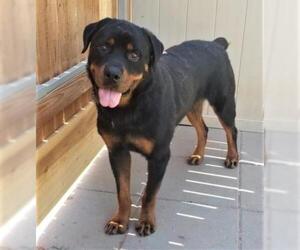 Rottweiler Dogs for adoption in Guthrie, OK, USA