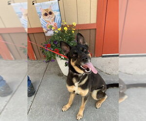 German Shepherd Dog-Unknown Mix Dogs for adoption in Fairbanks, AK, USA