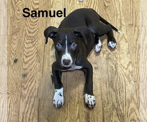 Mutt Dogs for adoption in Topeka, KS, USA