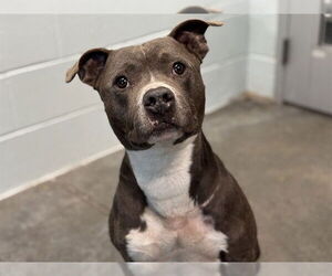 American Pit Bull Terrier Dogs for adoption in Tavares, FL, USA