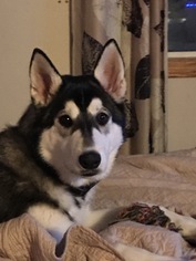 Alaskan Malamute Dogs for adoption in Plymouth, MN, USA