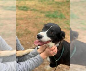 Border Collie Dogs for adoption in Temple, GA, USA