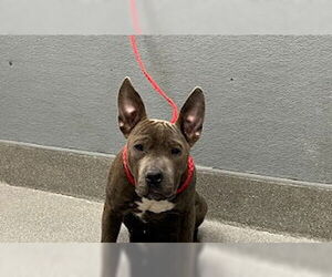 American Pit Bull Terrier-Unknown Mix Dogs for adoption in Las Vegas, NV, USA