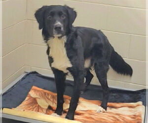 Border Collie-Unknown Mix Dogs for adoption in Anchorage, AK, USA