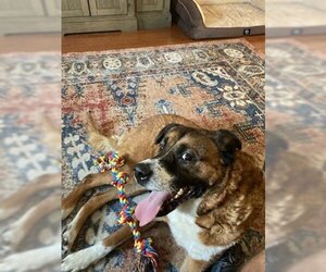 Saint Bernard-Unknown Mix Dogs for adoption in Tampa, FL, USA