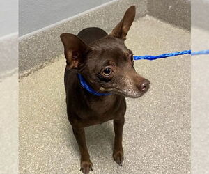 Chihuahua-Unknown Mix Dogs for adoption in Las Vegas, NV, USA