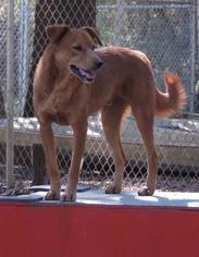 Labrador Retriever Dogs for adoption in Brookhaven, MS, USA