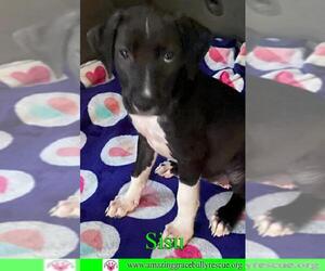 Chinese Shar-Pei-Labrador Retriever Mix Dogs for adoption in Pensacola, FL, USA