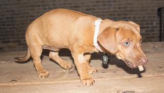 Dorgi Dogs for adoption in Princeton, MN, USA