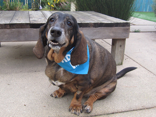 Basset Hound-Unknown Mix Dogs for adoption in Pacific Grove, CA, USA