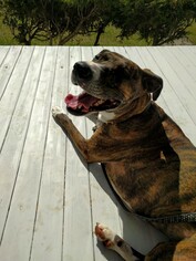 Medium Photo #1 Boxer-Plott Hound Mix Puppy For Sale in Doylestown, PA, USA