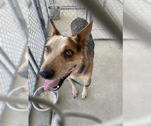 Australian Cattle Dog Dogs for adoption in Bakersfield, CA, USA