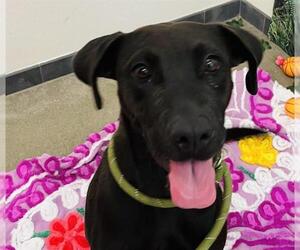 Labrador Retriever-Unknown Mix Dogs for adoption in Globe, AZ, USA
