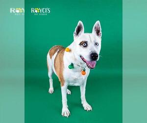 Siberian Husky-Unknown Mix Dogs for adoption in West Valley, UT, USA