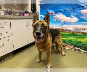 German Shepherd Dog-Unknown Mix Dogs for adoption in Moreno Valley, CA, USA