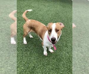 Doxle Dogs for adoption in Grand Prairie, TX, USA