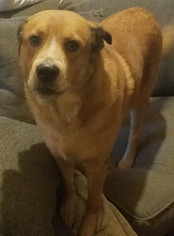 Mutt Dogs for adoption in Devon, PA, USA