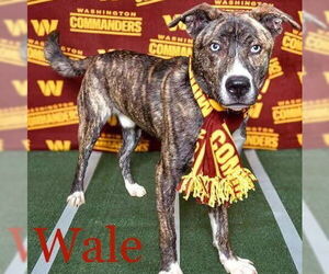 American Pit Bull Terrier-Huskies Mix Dogs for adoption in Martinsburg, WV, USA