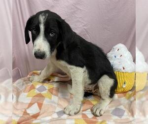 Border Collie-Unknown Mix Dogs for adoption in Modesto, CA, USA
