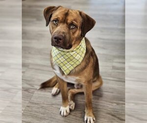 Labralas Dogs for adoption in Baytown, TX, USA