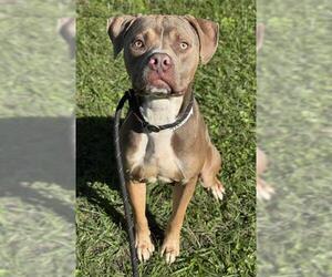 American Staffordshire Terrier-Pointer Mix Dogs for adoption in Fort Lauderdale, FL, USA