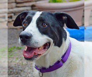 Mutt Dogs for adoption in Fairport, NY, USA