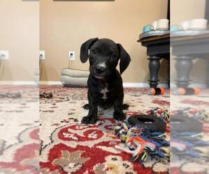 Dachshund-Unknown Mix Dogs for adoption in Tucson, AZ, USA