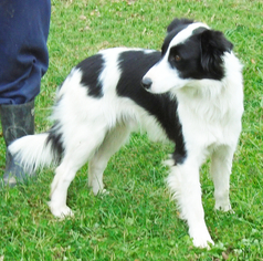 Border Collie Dogs for adoption in Stockport, OH, USA
