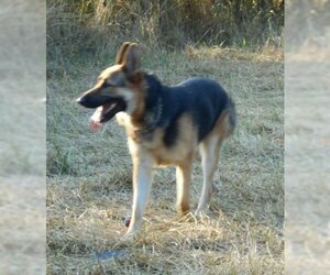 Medium Photo #8 German Shepherd Dog Puppy For Sale in Albany, OR, USA