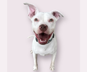 Mutt Dogs for adoption in Rockville, MD, USA