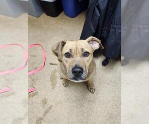 Mutt Dogs for adoption in Newton, NC, USA