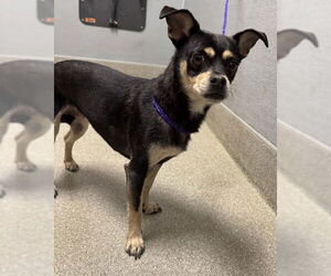 Chihuahua-Unknown Mix Dogs for adoption in Las Vegas, NV, USA