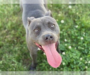 American Pit Bull Terrier-Unknown Mix Dogs for adoption in Tulsa, OK, USA