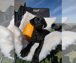 Labrador Retriever-Unknown Mix Dogs for adoption in SHERBURNE, NY, USA