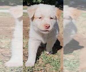 Golden Labrador Dogs for adoption in Grafton, WI, USA