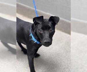 Labrador Retriever-Unknown Mix Dogs for adoption in Las Vegas, NV, USA
