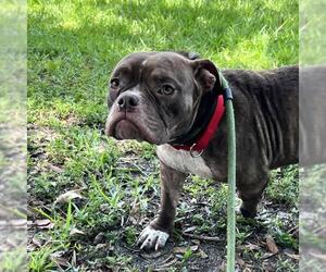 American Bulldog Dogs for adoption in Fort Lauderdale, FL, USA